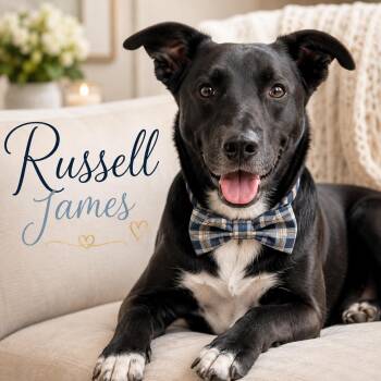 Russell James -  Labrador Retriever and Black Labrador Retriever Dog for Adoption in Farmington, Missouri - Russell James | PetCurious