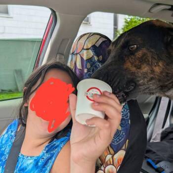 Sassy -  Mixed Breed Dog for Adoption in Buffalo, Minnesota - Sassy | PetCurious