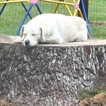 Rex -  Irish Wolfhound and Retriever Dog for Adoption in Clinton, Wisconsin - Rex | PetCurious