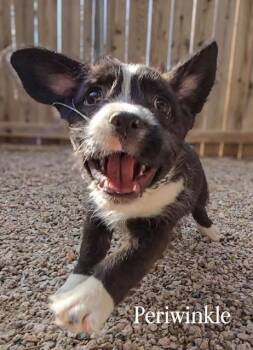 Terrier Dogs Available for Adoption - Periwinkle | PetCurious