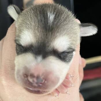 Stewie -  Chihuahua and Husky Dog for Adoption in Tampa, Florida - Stewie | PetCurious