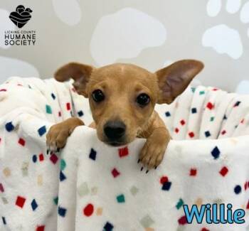 Willie -  Chihuahua and Mixed Breed Dog for Adoption in Heath, Ohio - Willie | PetCurious
