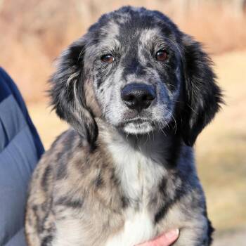 Labrador Retriever and Mixed Breed Dogs Available for Adoption - CT Taco | PetCurious