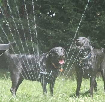 Daisy -  Black Labrador Retriever Dog for Adoption in Puyallup, Washington - Daisy | PetCurious