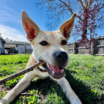 Rescue Shepherd Dogs for Adoption in East St. Louis, Illinois - Holley | PetCurious