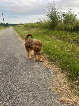 Buzz Lightyear( Foster to Adopt) -  Goldendoodle and Poodle Dog for Adoption - Buzz Lightyear( Foster To Adopt) | PetCurious
