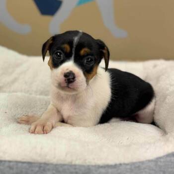 Bernadette -  Chihuahua and Mixed Breed Dog for Adoption - Bernadette | PetCurious