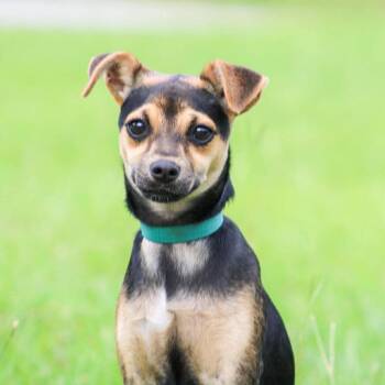 Piper -  Mixed Breed Dog for Adoption in Groveland, Massachusetts - Piper | PetCurious