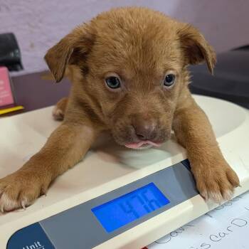 Blair -  Mixed Breed Dog for Adoption in Jefferson City, Tennessee - Blair | PetCurious