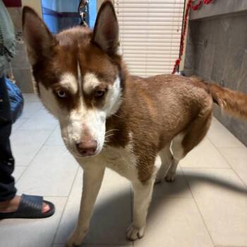 Kira -  Husky Dog for Adoption in Newark, New Jersey - Kira | PetCurious
