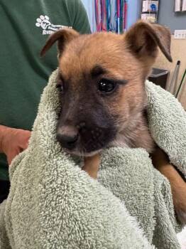 Rescue German Shepherd Dog Dogs for Adoption in Riverside, California - ISMAELA | PetCurious
