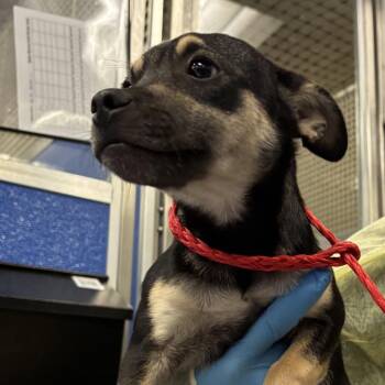 Philo -  Mixed Breed Dog for Adoption in Murray, Utah - Philo | PetCurious