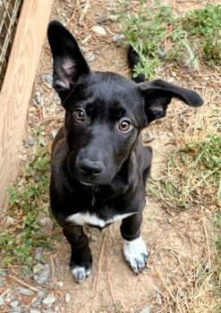 Black Labrador Retriever Dogs Available for Adoption in Sanford, North Carolina - Trini | PetCurious