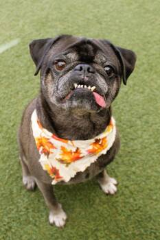 Geoff -  Pug Dog for Adoption in Gardena, California - Geoff | PetCurious