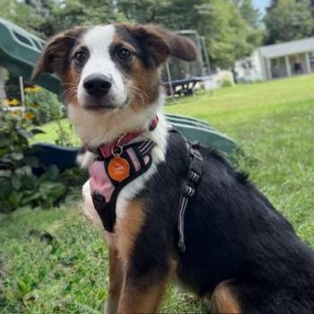Australian Shepherd Dogs Available for Adoption in Normal, Illinois - Ping Ping | PetCurious