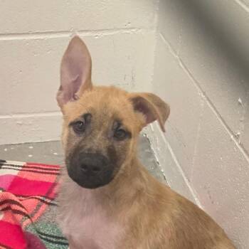 Cedar -  Mixed Breed Dog for Adoption in Buellton, California - Cedar | PetCurious