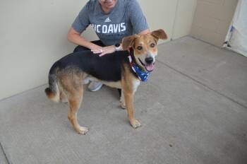 Firework -  Shepherd and Hound Dog for Adoption in Mckinney, Texas - Firework | PetCurious