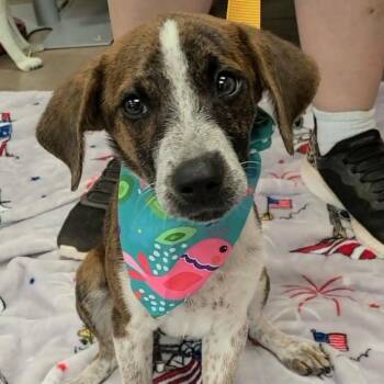 Avery -  Mixed Breed Dog for Adoption in Enterprise, Alabama - Avery | PetCurious
