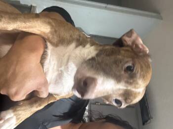 Rescue Dachshund Dogs for Adoption in Garland, Texas - Bonnie | PetCurious