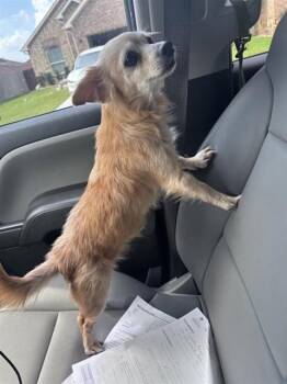A657034 -  Chihuahua and Mixed Breed Dog Available for Adoption in Houston, Texas - A657034 | PetCurious