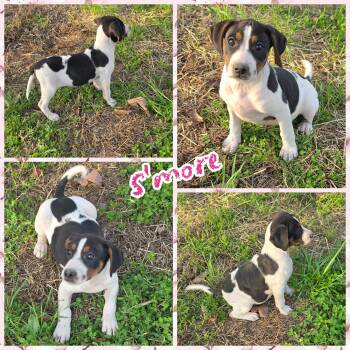 Beagle and Black Labrador Retriever Dogs Available for Adoption - S