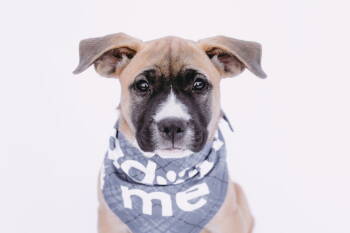 Rescue Boxer and American Staffordshire Terrier Dogs for Adoption - Cider *Arriving 12/6* | PetCurious