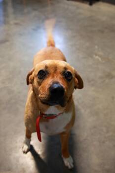 Rescue Boxer and Pit Bull Terrier Dogs for Adoption in Loogootee, Indiana - Sophie Ann | PetCurious