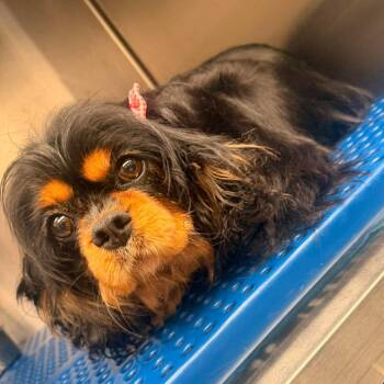Gale -  Cavalier King Charles Spaniel Dog for Adoption in Pittsburg, Kansas - Gale | PetCurious