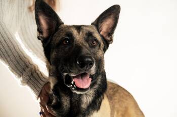 German Shepherd Dog Dogs Available for Adoption - Boone | PetCurious