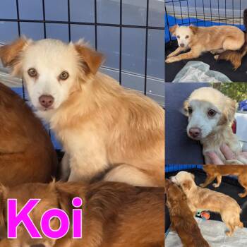 Rescue Dachshund and Chihuahua Dogs for Adoption in Dallas, Texas - Koi | PetCurious