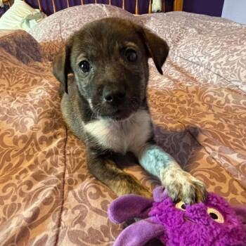 Bryce RW -  Husky and Mixed Breed Dog for Adoption in Austin, Texas - Bryce RW | PetCurious
