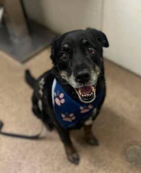 Thor -  Labrador Retriever Dog for Adoption in Fruit Heights, Utah - Thor | PetCurious