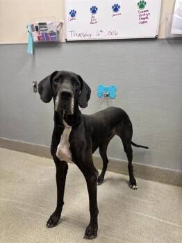 DUCHESS MARIA NUNEZ -  Great Dane Dog for Adoption in Las Vegas, Nevada - DUCHESS MARIA NUNEZ | PetCurious