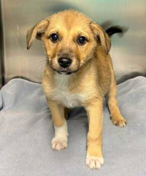 Labrador Retriever Dogs Available for Adoption in Brewster, New York - Count (C Pair) | PetCurious
