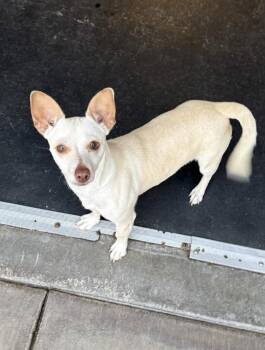 Bianca -  Chihuahua and Terrier Dog for Adoption in New York, New York - Bianca | PetCurious