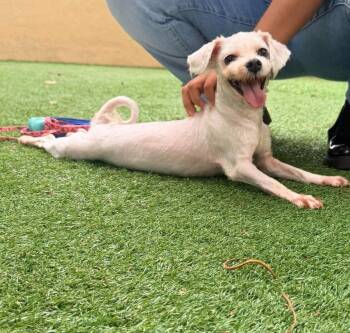 Tilly -  Lhasa Apso Dog for Adoption in Pompano Beach, Florida - Tilly | PetCurious