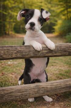 Boxer Dogs Available for Adoption - Sunny | PetCurious