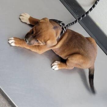 Mixed Breed Dogs Available for Adoption in Las Cruces, New Mexico - Churro | PetCurious