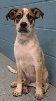 Kash -  Australian Cattle Dog Blue Heeler and Affenpinscher Dog for Adoption in Kemp, Texas - Kash | PetCurious