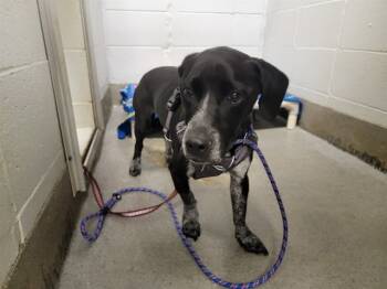 Rescue Mixed Breed Dogs for Adoption - NICKEL | PetCurious