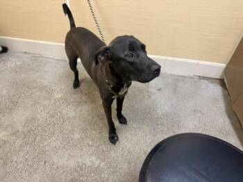 Terrier and Mixed Breed Dogs Available for Adoption in Honolulu, Hawaii - Bonsai | PetCurious