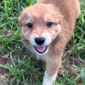 Dune -  Australian Shepherd and Chihuahua Dog for Adoption in Pelham, New Hampshire - Dune | PetCurious
