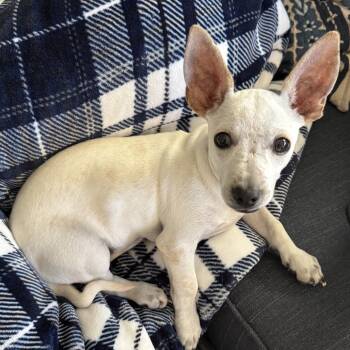 Rescue Chihuahua Dogs for Adoption in Long Beach, California - Roo | PetCurious