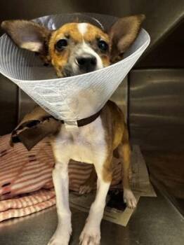 Chihuahua and Mixed Breed Dogs Available for Adoption - Charro | PetCurious