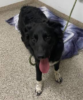 Neptunium -  Australian Shepherd Dog for Adoption in Vancouver, Washington - Neptunium | PetCurious