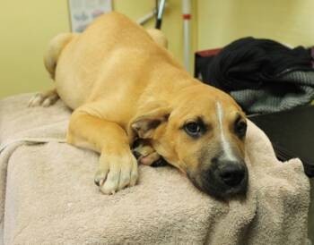 Rescue Black Mouth Cur and Mixed Breed Dogs for Adoption in Picayune, Mississippi - Furry | PetCurious