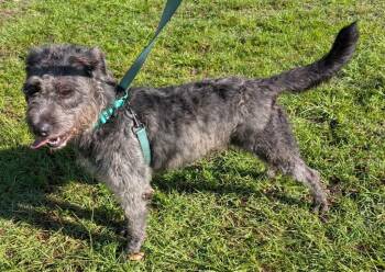 Poodle and Schnauzer Dogs Available for Adoption - Dolly | PetCurious