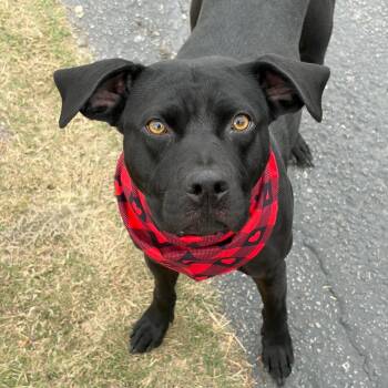 Pit Bull Terrier and Mixed Breed Dogs Available for Adoption - Luna 26-01-037 | PetCurious