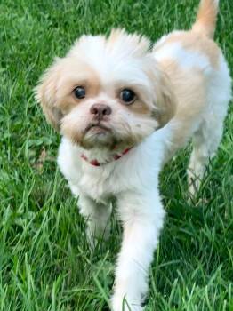Damien -  Shih Tzu Dog for Adoption in Thornwood, New York - Damien | PetCurious