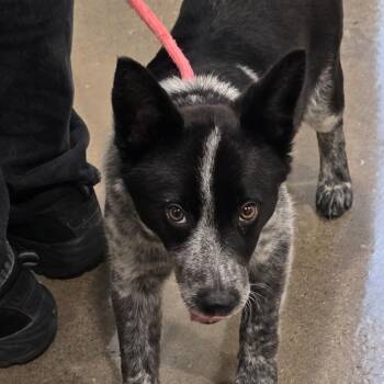Rozyn -  Australian Cattle Dog Blue Heeler and Border Collie Dog for Adoption in Washburn, Missouri - Rozyn | PetCurious